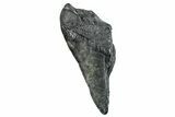 Partial Fossil Megalodon Tooth - South Carolina #250037-1